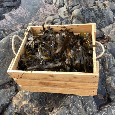 wild cornish seaweed bath 869283